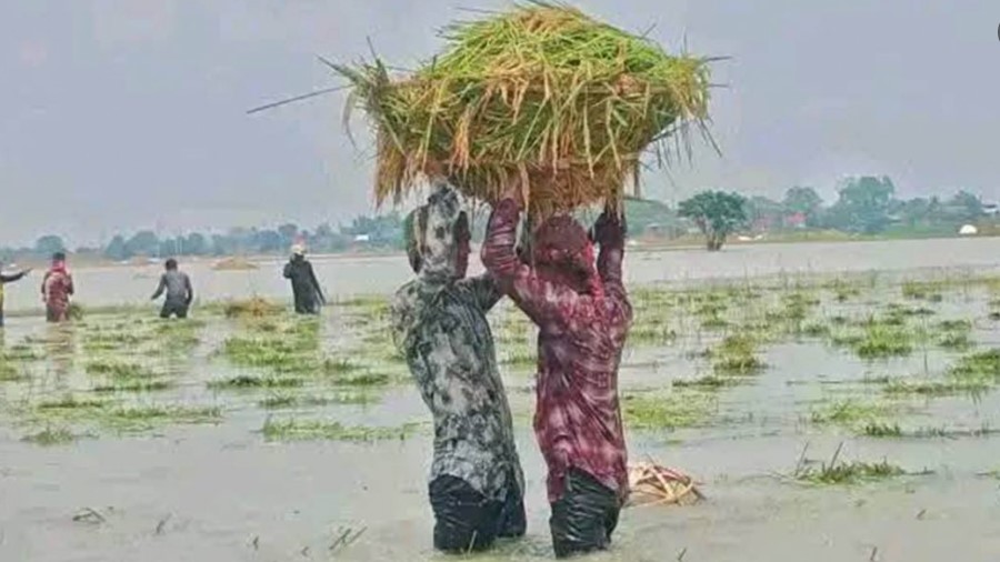 কাঁদছেন কৃষকরা, ১৬০০ খরচ করে ৬০০ টাকায় ধান বিক্রি